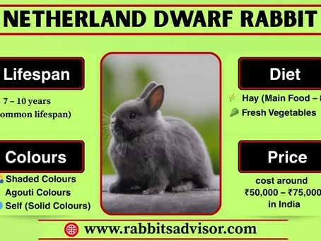 Netherland Dwarf Rabbit complete Guide