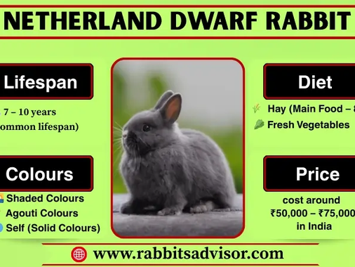 Netherland Dwarf Rabbit complete Guide
