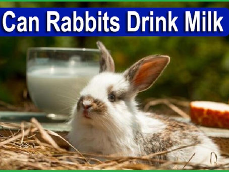 Should You Feed Milk to Rabbits? Shocking Facts Revealed