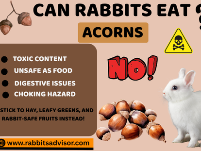 Should Rabbits Eat Acorns or Avoid Them?