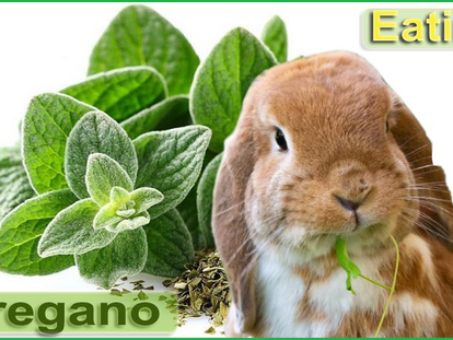 Can Rabbits Munch on Oregano? Exploring Safe Herbs