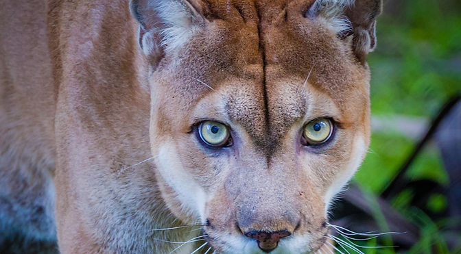 Florida Wildlife Corridor Statewide Study Overview