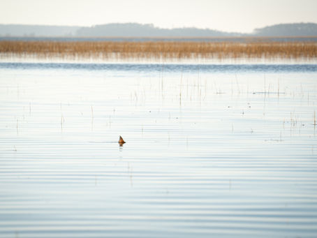 Tailing redfish on a grass flat