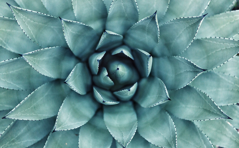 Succulent