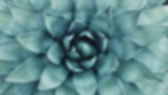 Succulent