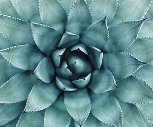 Succulent