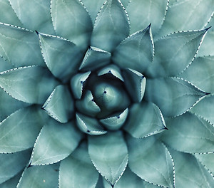 Succulent