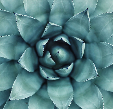 Succulent