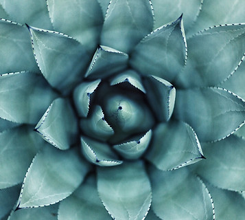 Succulent