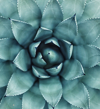 Succulent