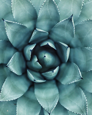 Succulent