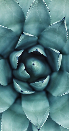 Succulent