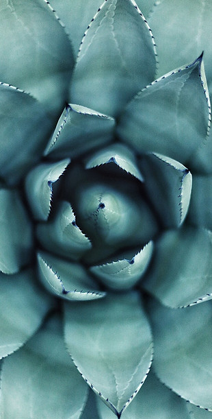Succulent