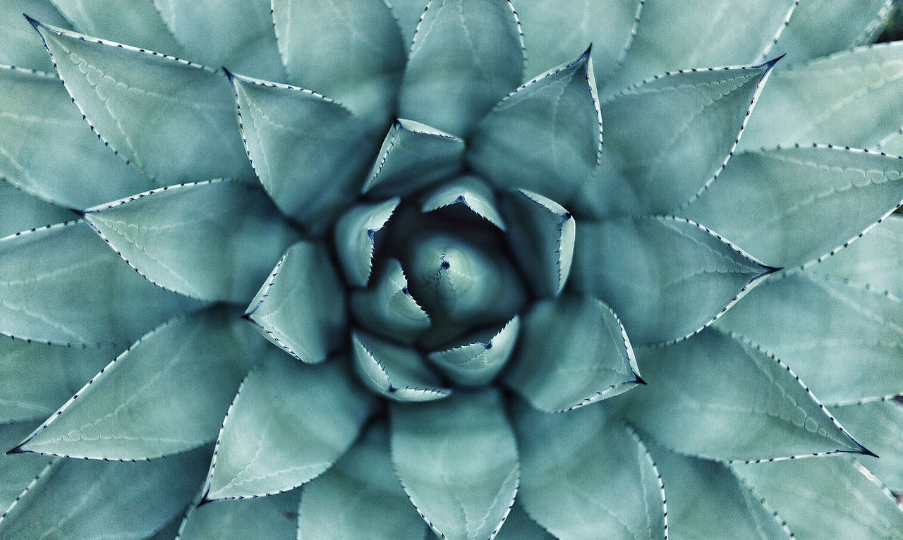 Succulent