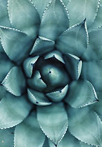 Succulent Close-Up