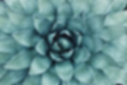 Succulent Close-Up