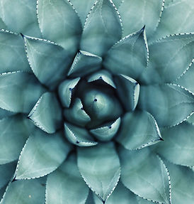 Succulent Close-Up
