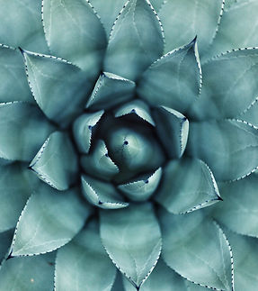 Succulent