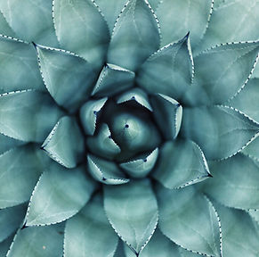 Succulent