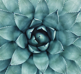 Succulent