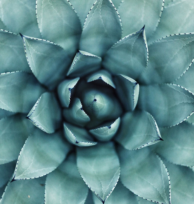 Succulent