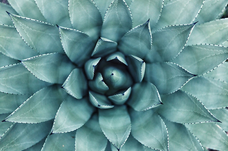 Succulent