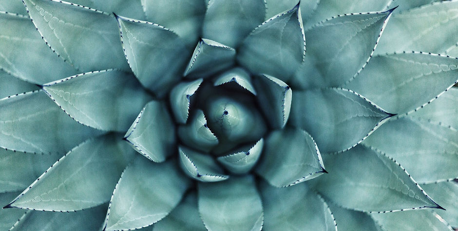 Succulent