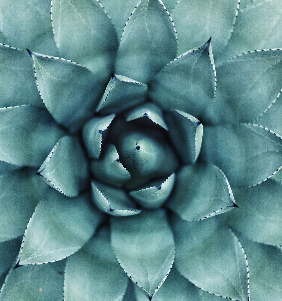 Succulent