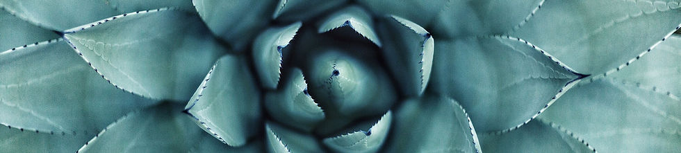 Succulent