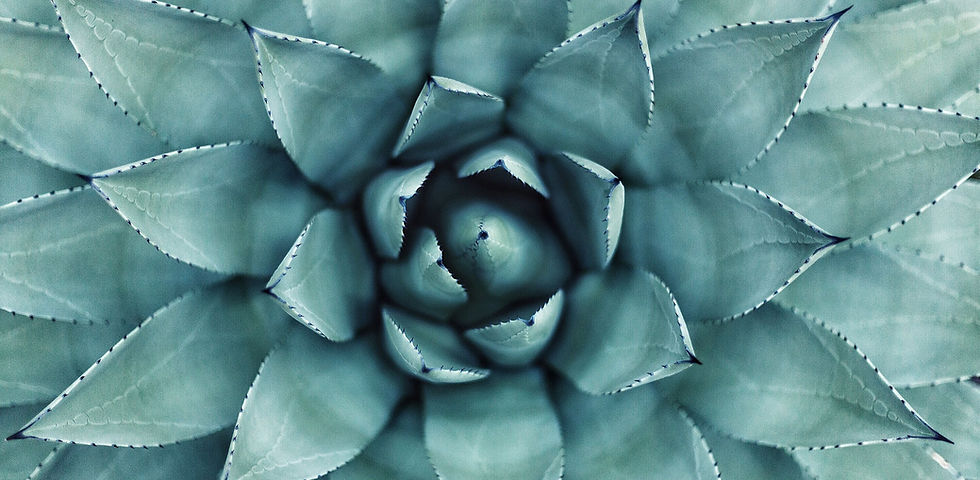 Succulent