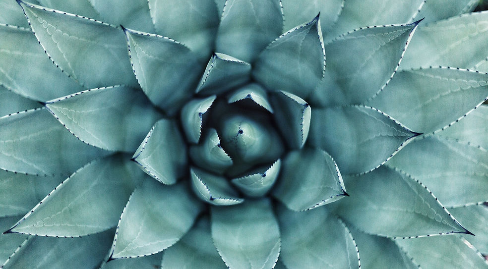 Succulent