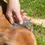 Thumbnail: Tick Tool - Kikkerland