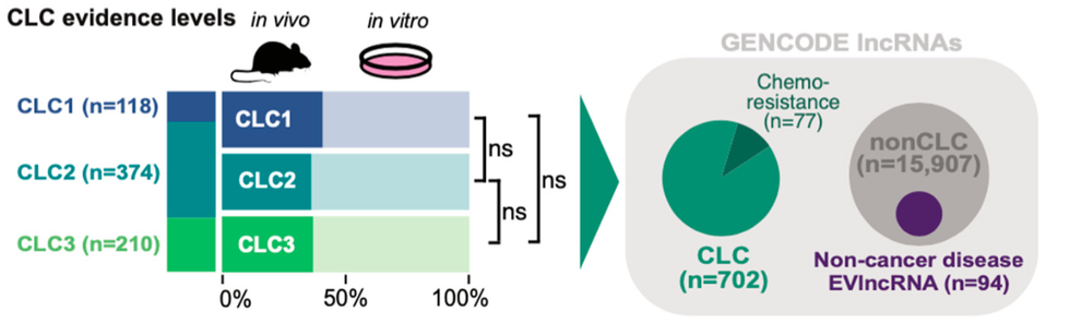 New publication! Surprising evolutionary properties of cancer long noncoding RNAs