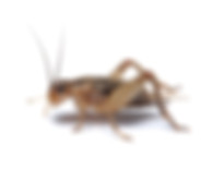 crickets