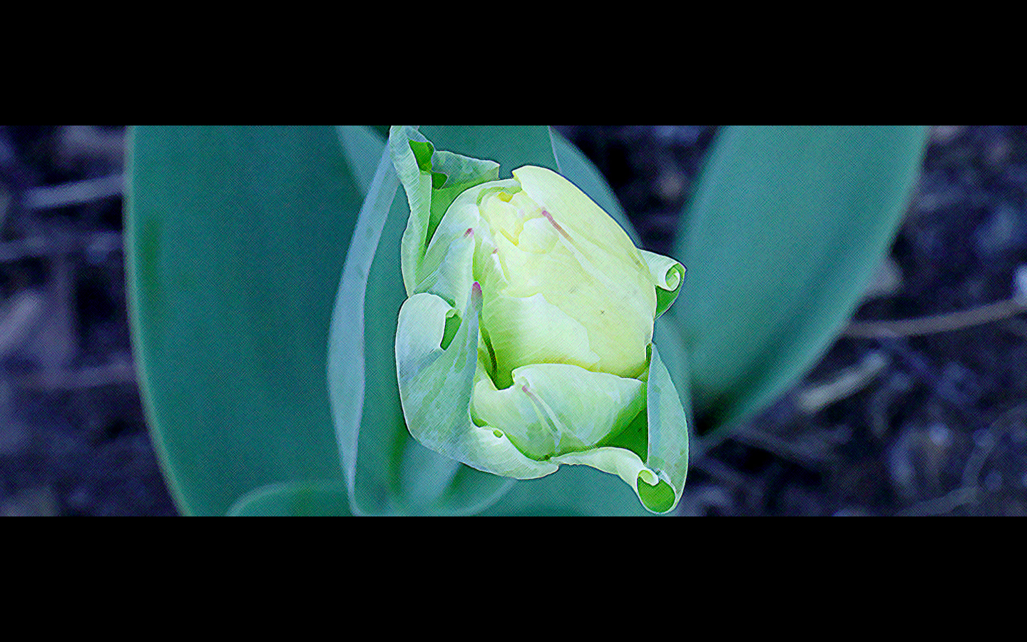 Dichterliebe