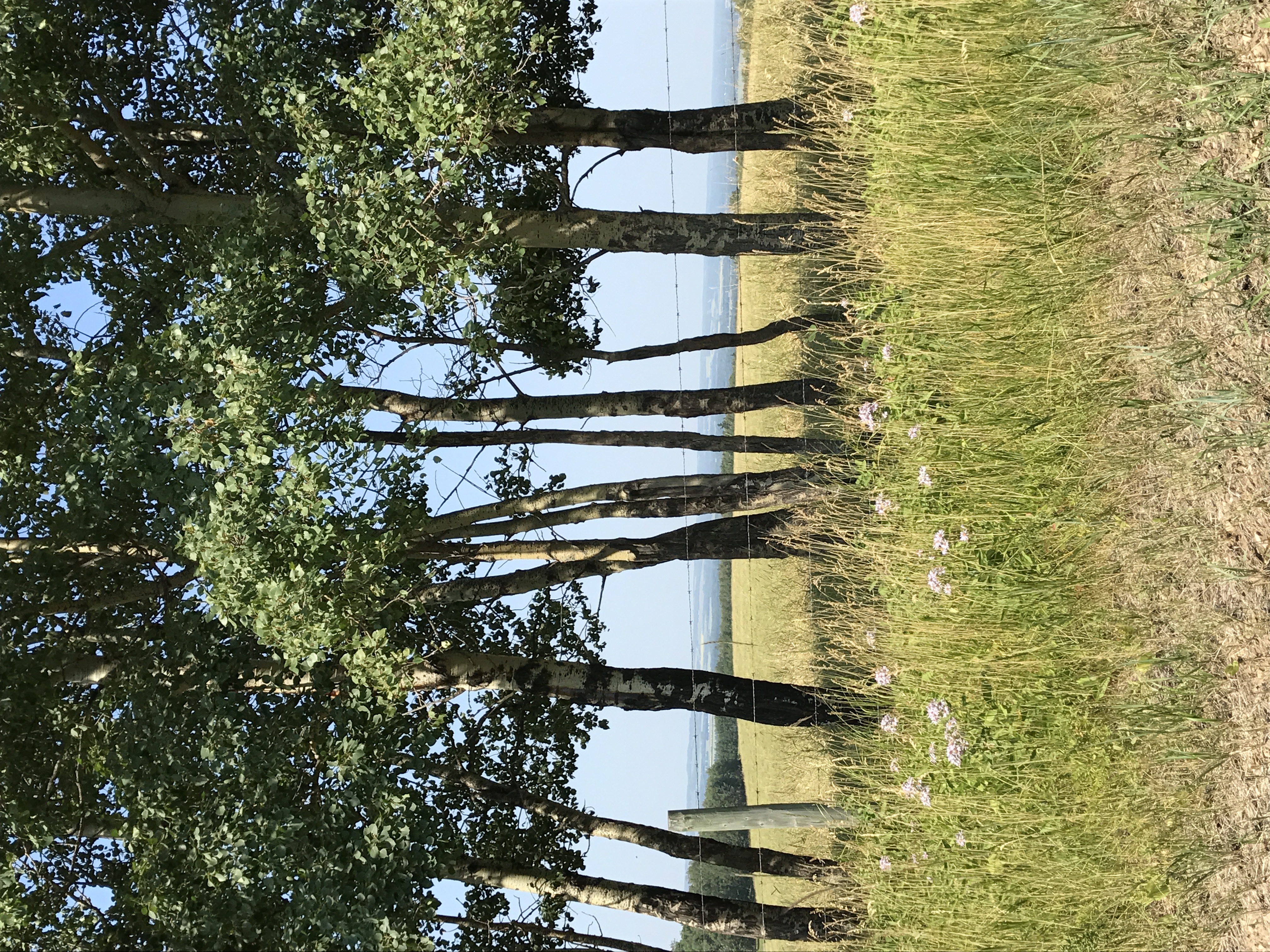 Aspen trees on a Central Alberta acreage