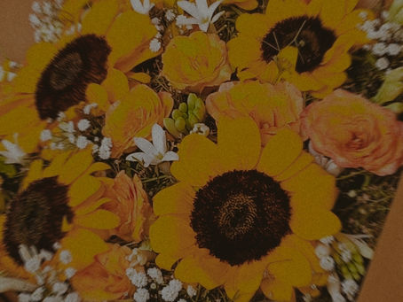 sunflowers