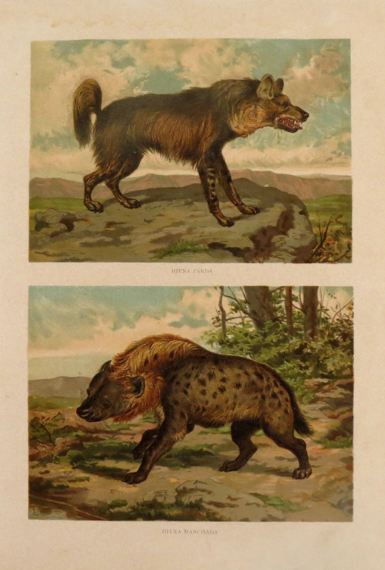 Hiena parda- HIena manchada