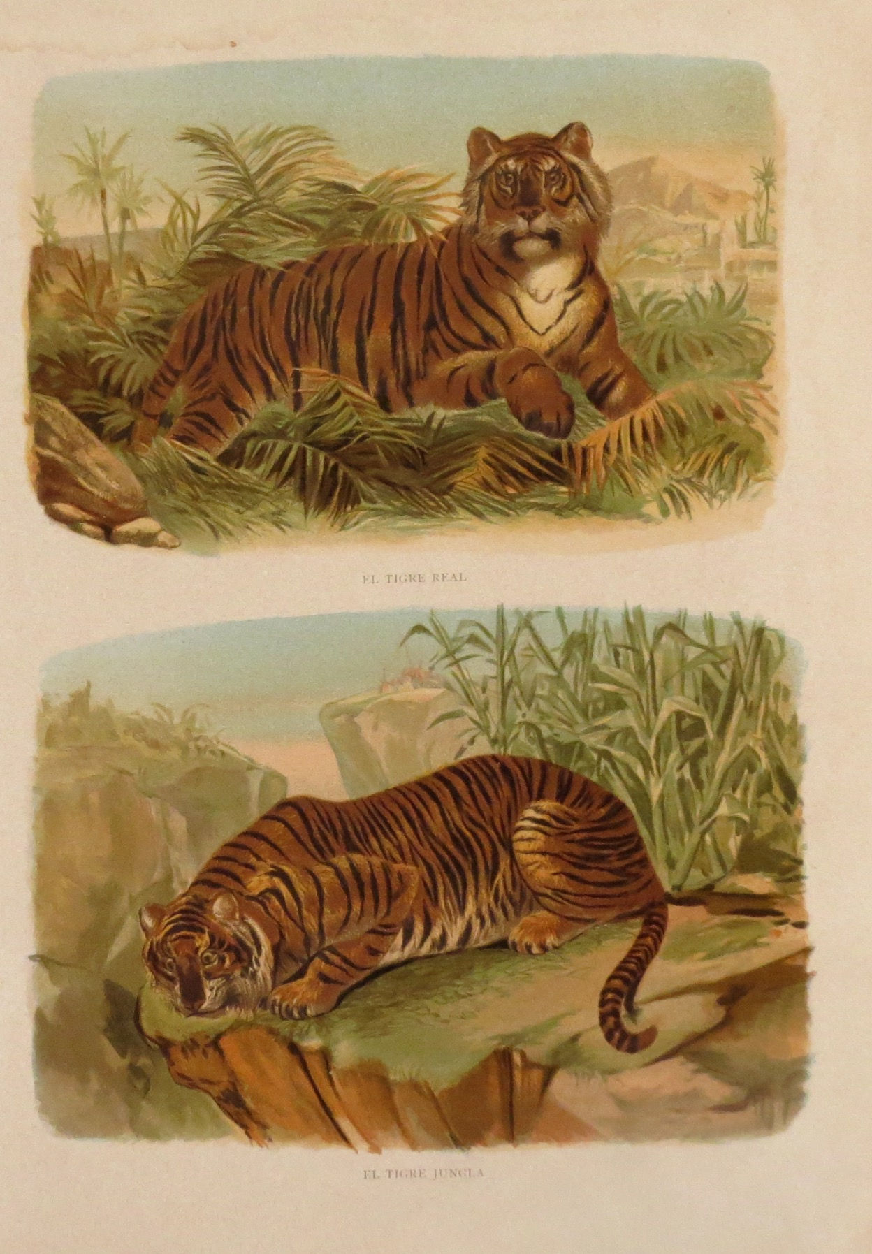 El tigre real- El tigre jungla