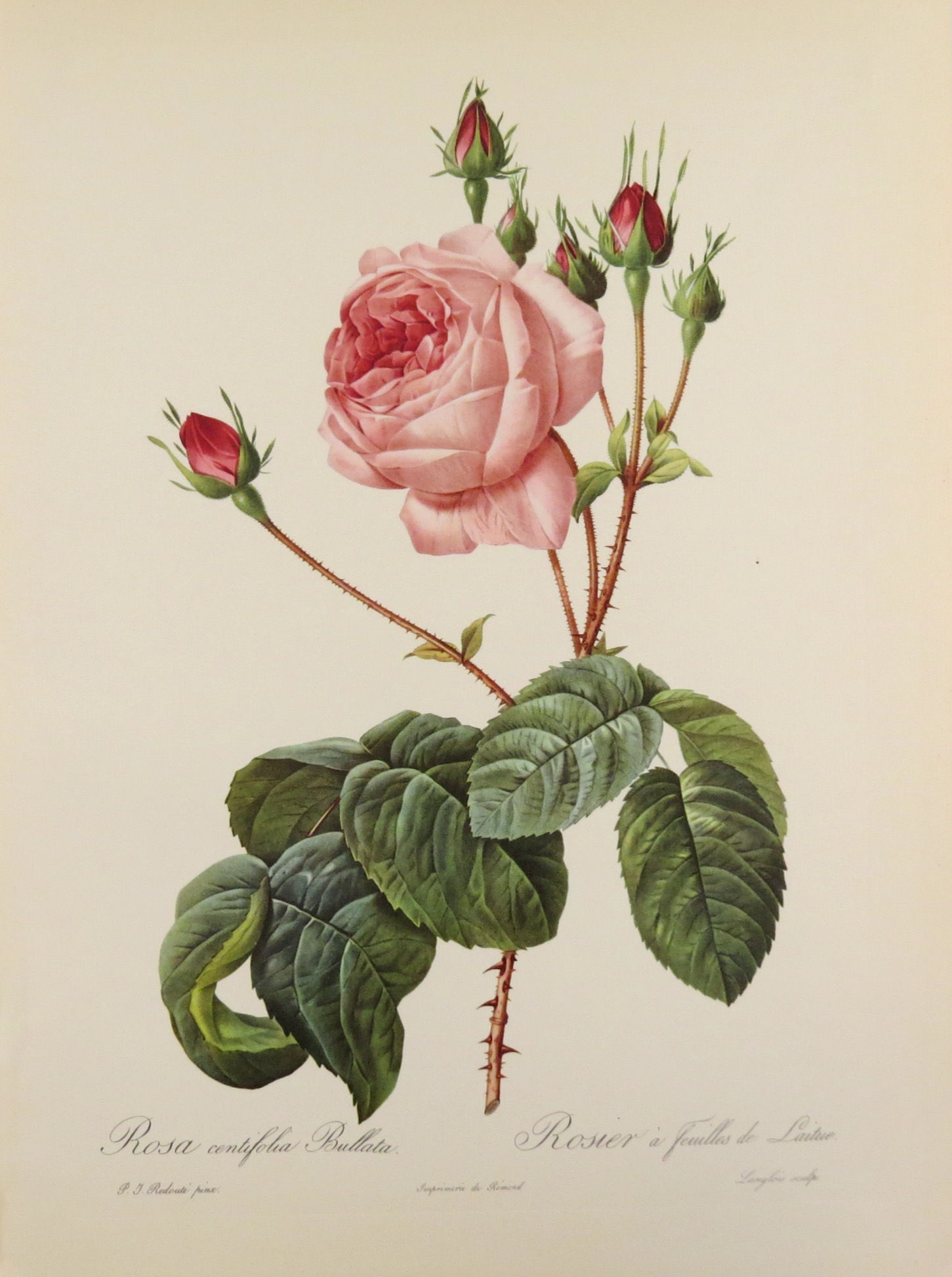 Rosa Celtifolia Bullata