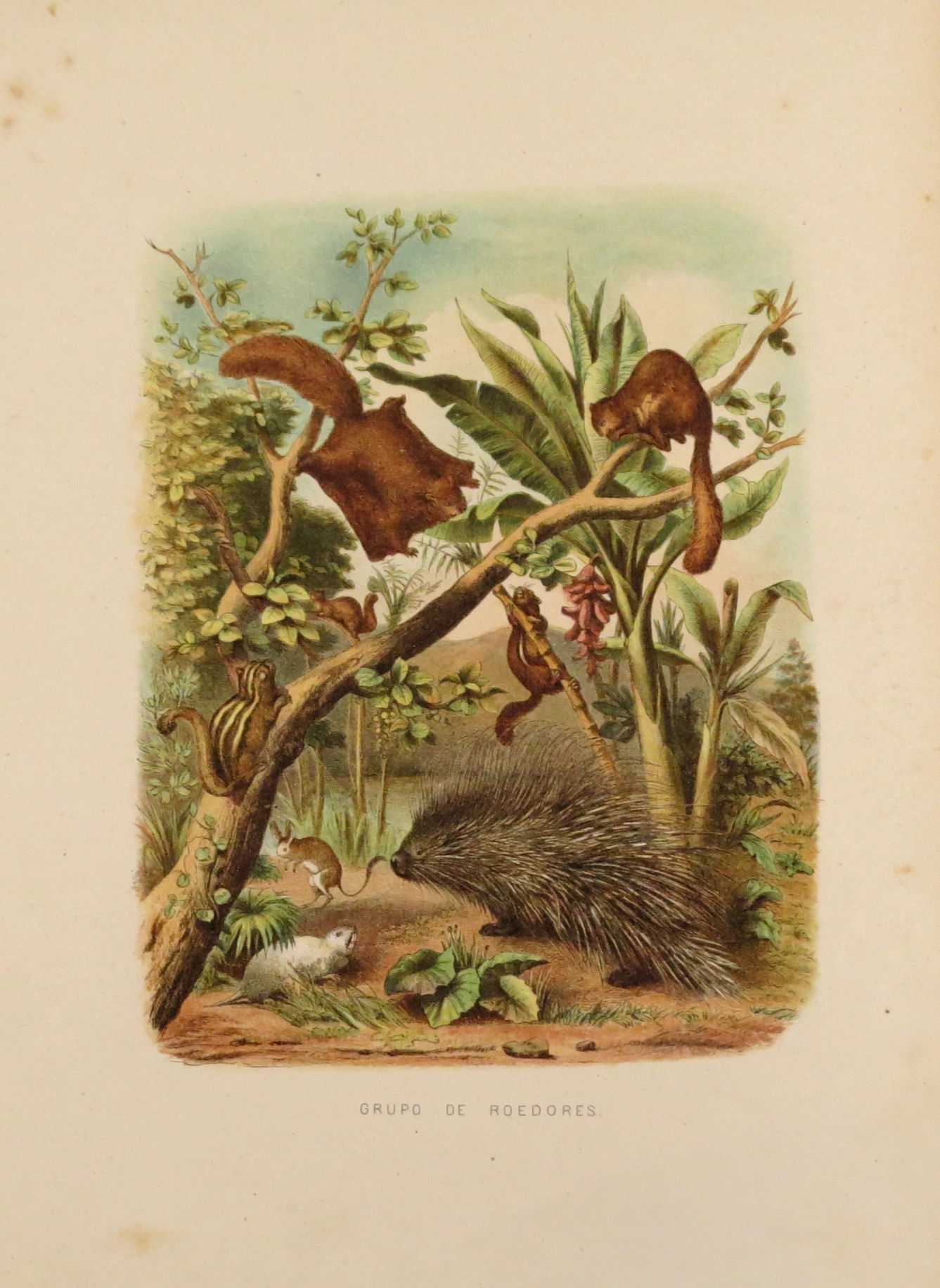 Grupo de roedores 1