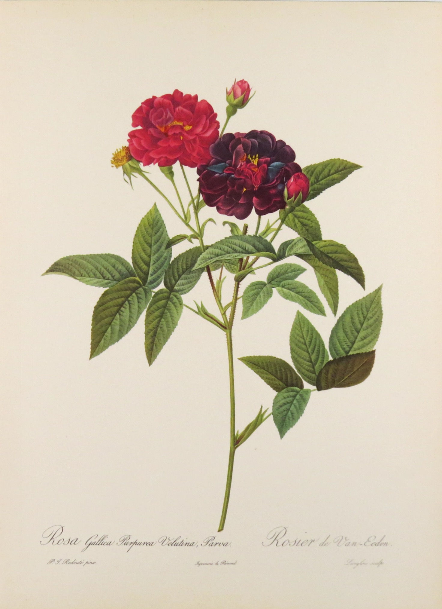 Rosa Galica Purpurea Velutina Parva