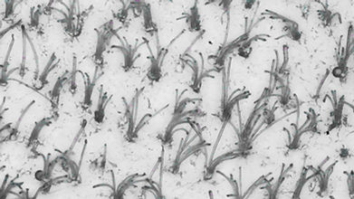 High Density image.jpg