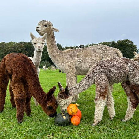 Pumpkins & Pacas this Half Term 🎃