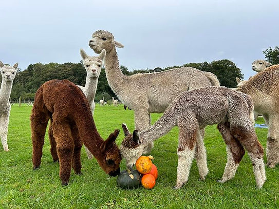 Halloween alpacas.jpg