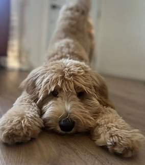 Rosa-Goldendoodle.png