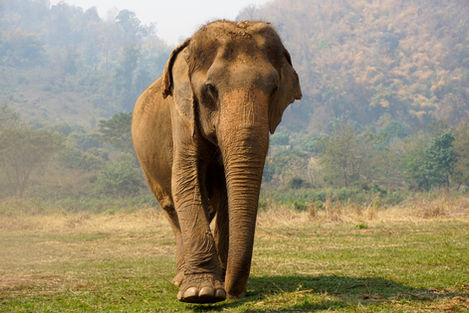 Elephant National Park