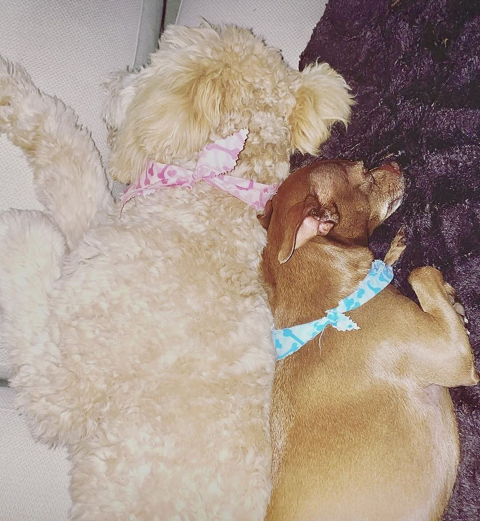 Review Charlie and Lucy dogs