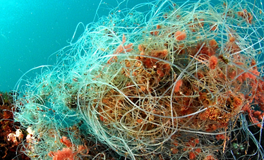 Underwater Dumps: the plastic siege on biodiversity