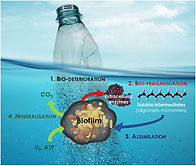 1183-Stages_of_marine_plastic_biodegradation-scarabtrust.jpg
